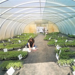 Seltene Kulturpflanzen für den Garten