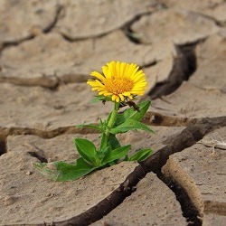 Klimafolgen und Lösungen