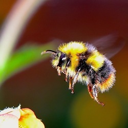 Naturnah gärtnern - wie geht das?     