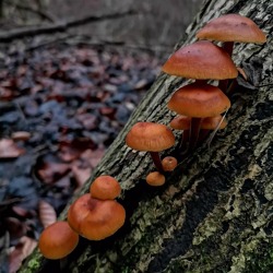 Umweltkalender Berlin